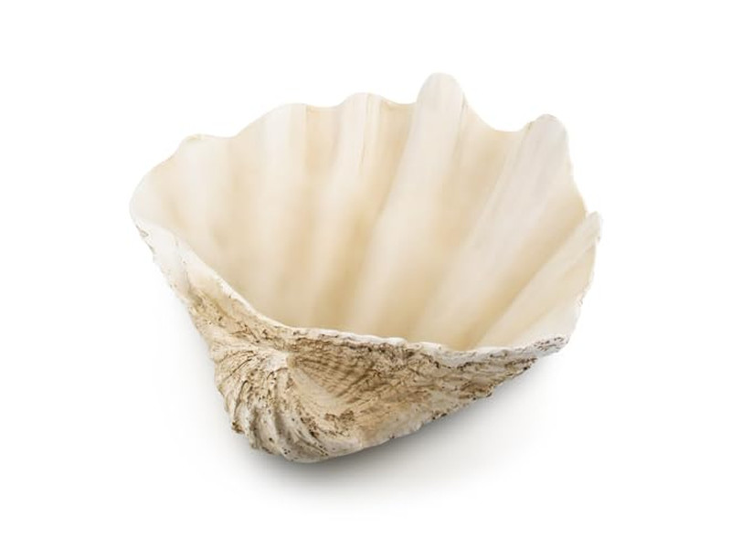 Cuenco de Coco para Plantas Cáscara Sin Pulir Grabado Cuencos de Madera y Platos